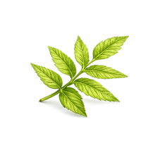 Neem