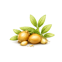 Jojoba